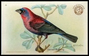 4 Varied Bunting